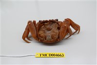 藏品(帝王仿相手蟹)的圖片